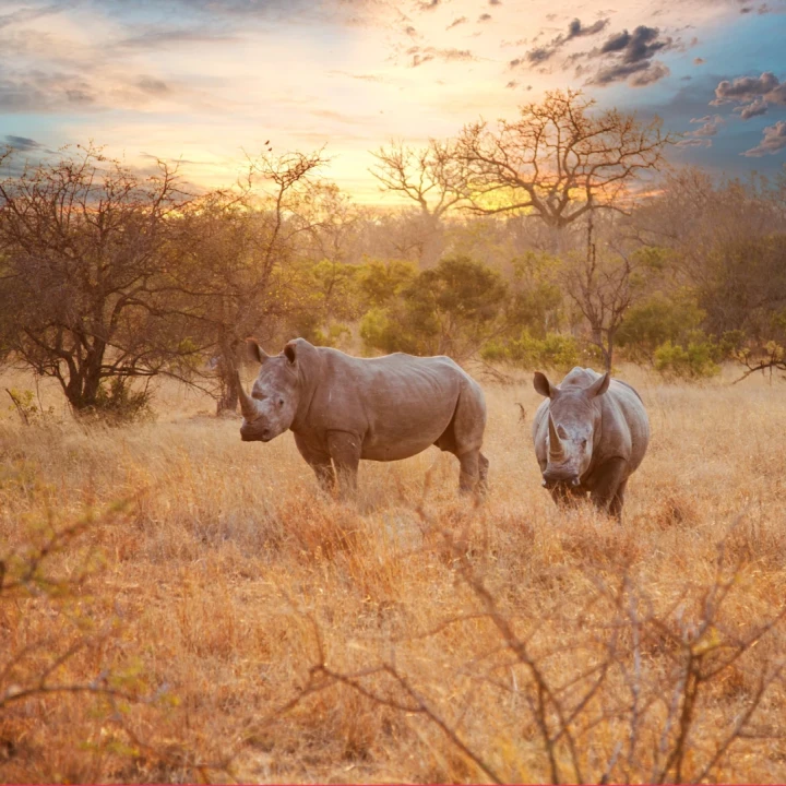 Revelion AFRICA DE SUD, CASCADA VICTORIA & BOTSWANA